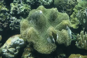 Carpet anemone (Stichodactyla haddoni)