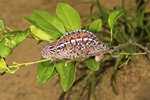 Carpet Chameleon (Furcifer lateralis)