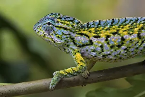 Carpet chameleon (Furcifer lateralis)