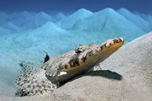Carpet Flat Head (Papilloculiceps longiceps) lying on a hilly sandy bottom