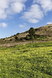 Carpet of flowers, yellow flower meadow in winter