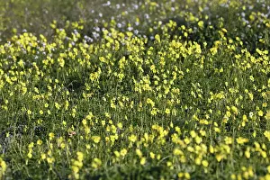Carpet of flowers, yellow flower meadow in winter