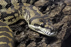 Carpet python (Morelia spilota variegata)