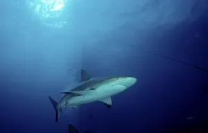 Carribbean reef shark (Carcharhinus perezi)
