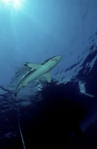Carribbean reef shark (Carcharhinus perezi)