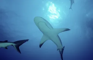 Carribbean reef shark (Carcharhinus perezi)