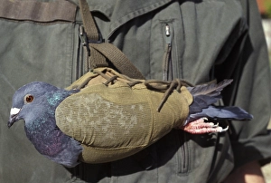Carrier pigeon
