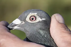 Carrier pigeon