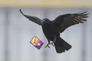 A carrion crow (Corvus corone)