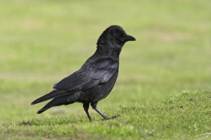 Carrion Crow (Corvus corone), adult