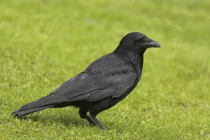 Carrion Crow (Corvus corone), adult