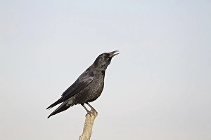 Carrion Crow (Corvus corone) adult