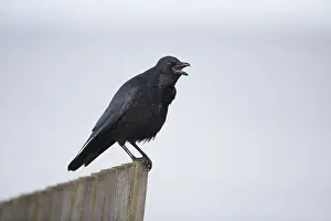 Carrion Crow (Corvus corone corone)