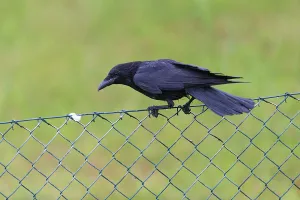 Carrion Crow (Corvus corone corone)
