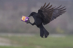 A carrion crow (Corvus corone) flies through the air with a sap packet in its claws, Hesse, Germany, Europe