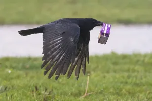 A carrion crow (Corvus corone) flies over a meadow with a sap packet in its beak