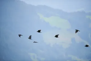 Carrion crow (Corvus corone) flying