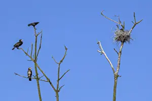 Carrion crow (Corvus corone) and two great cormorants (Phalacrocorax carbo)