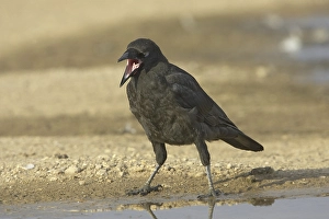 Carrion Crow (Corvus corone), juvenile