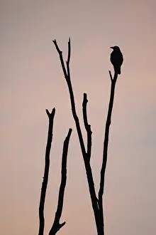 Carrion crow (Corvus corone), single crow against the morning sky