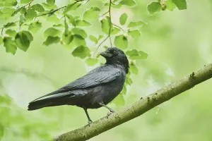 Carrion crow (Corvus corone), sitting on a branch