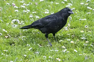 Carrion crow (Corvus corone) standing in a meadow