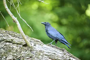 Carrion crow (Corvus corone) walking on an old wood
