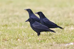 Carrion Crows (Corvus corone corone)