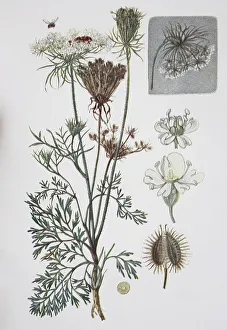 Carrot (Daucus carota), whose common names include wild carrot