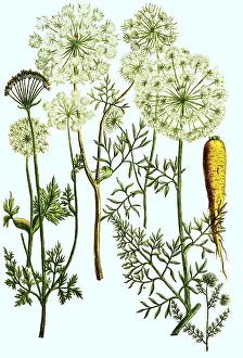 Carrots, Daucus, a plant genus within the umbellifer (Apiaceae) family