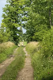 Cart track, cartway, field edge