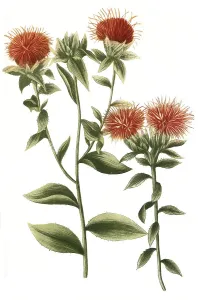 Carthamus sativus safflor, angistiore folio
