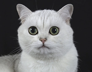 Carthusian cat, silver shadow