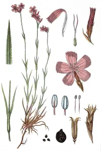 Carthusian pink (Dianthus carthusianorum)