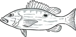 Cartoon style drawing sketch illustration of a lane snapper or Lutjanus synagris fish of the Gulf of Mexico on isolated