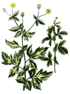 Caryophillata alpina, vulgaris