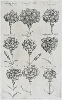 Caryophyllaceae (Caryophyllaceae)