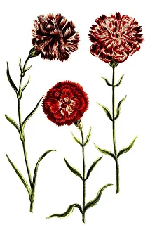 Caryophyllus hortensis, Carnation