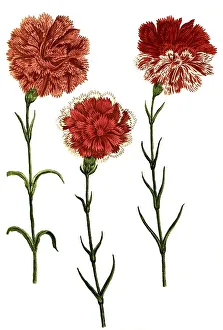 Caryophyllus hortensis, Carnation