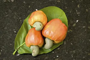Cashew fruits, Maharashtra, India