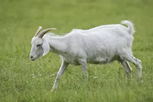 Cashmere goat (Capra aegagrus f)