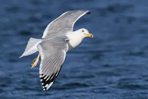 Caspian Gull (Larus cachinnans) flying