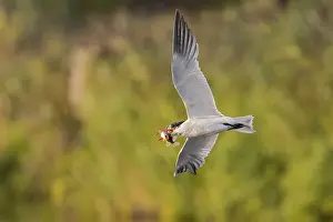 Caspian Tern (Hydroprogne caspia)