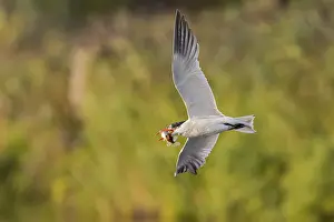Caspian Tern (Hydroprogne caspia) flying with captured fish prey in its beak
