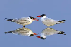 Caspian Tern, Sterna caspia, (Hydroprogne caspia)