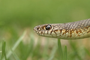 Caspian Whipsnake (Dolichophis caspius)