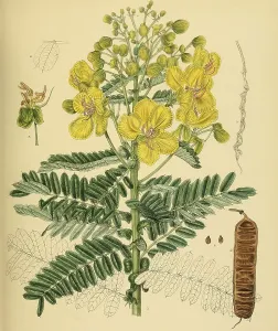 Cassia auriculata, native to Southeast Asia