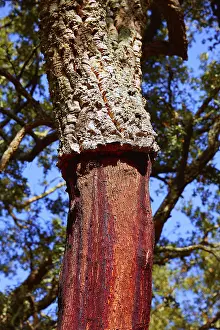 Castellon alcornocal in Sierra Espadan cork tree forest in Valencian Community of Spain