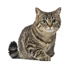 Cat (1 year old)