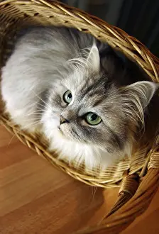Cat in a basket. Illustration for magazine about animals